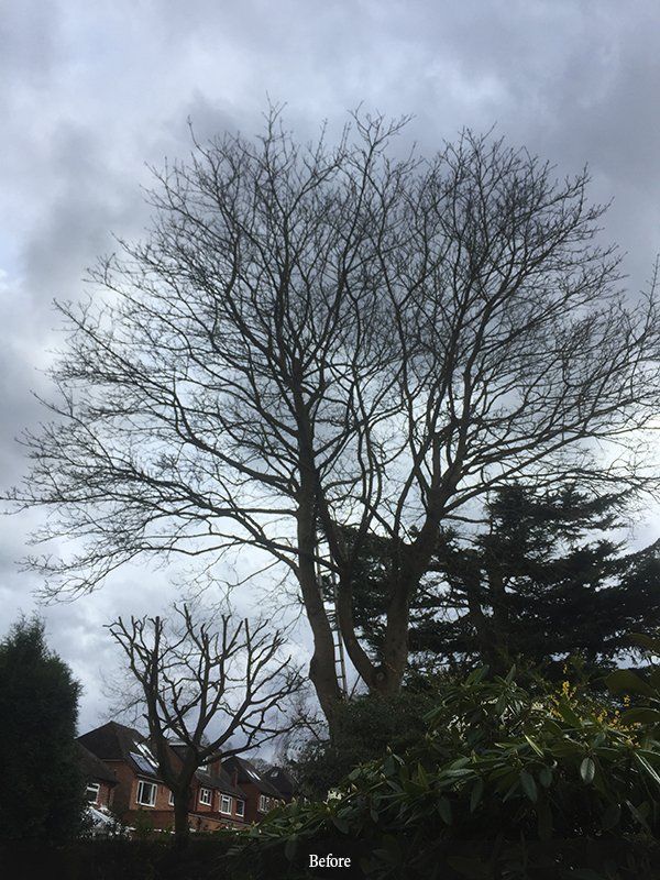 Tree crown lifting