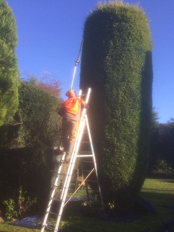 bush trimming