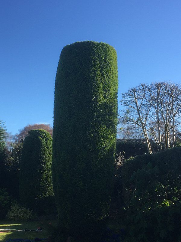 A shaped bush
