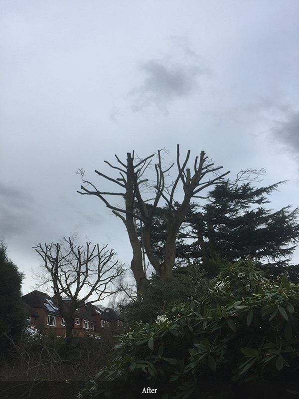 Tree crown cutting
