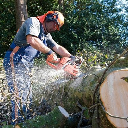 Tree felling