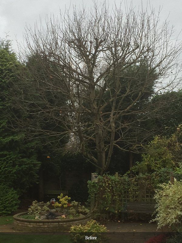 Tree crowns