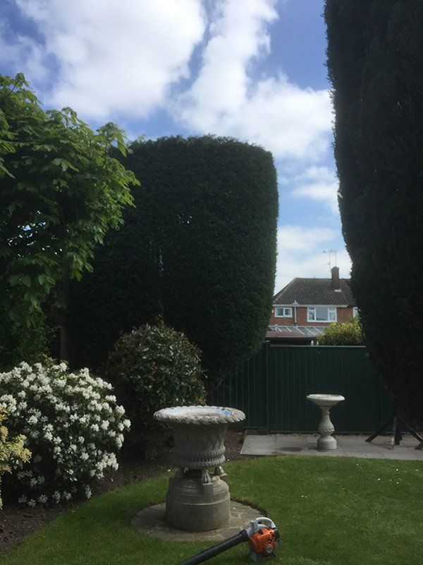 Hedge pruning