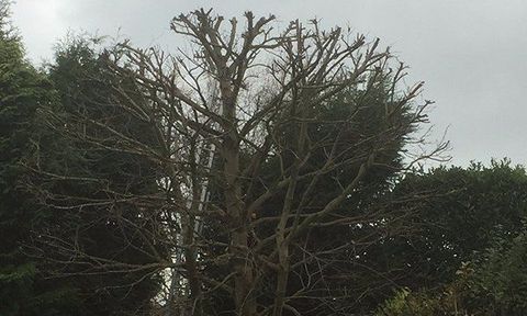 Tree crown
