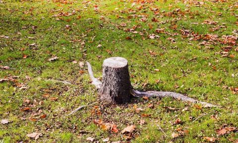 Tree stump