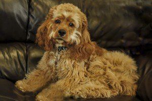 Oliver