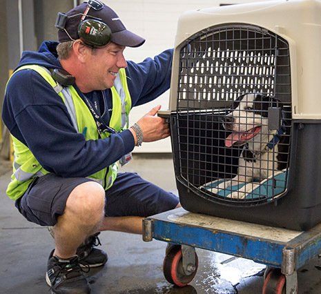 transporte de perros
