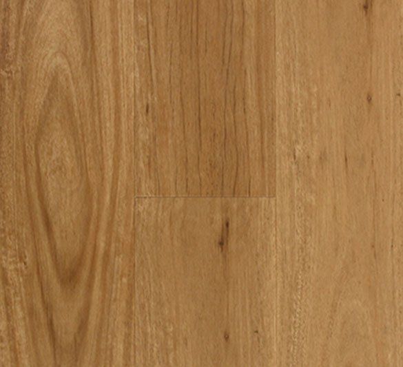 Coastal Blackbutt