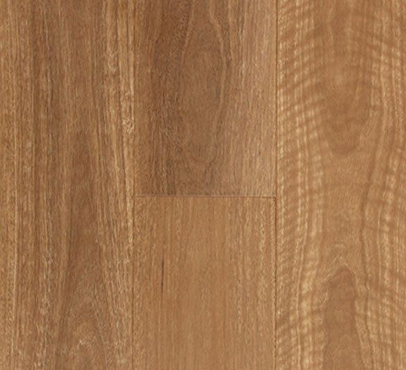 QLD Spotted Gum