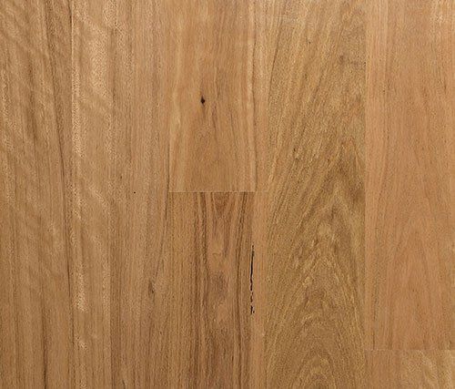 blackbutt