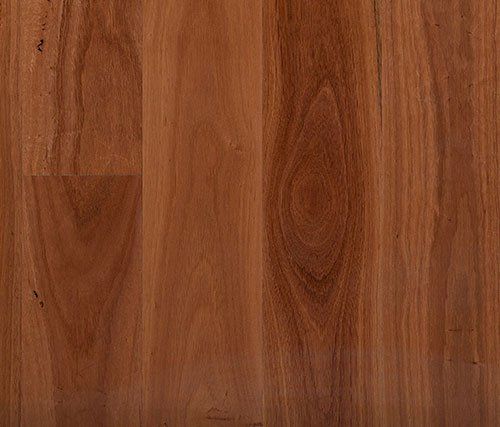 sydney blue gum