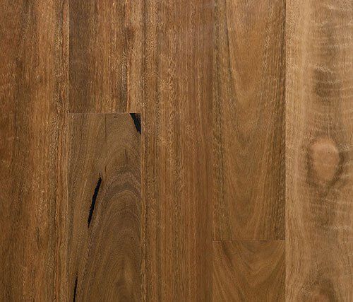 spotted gum