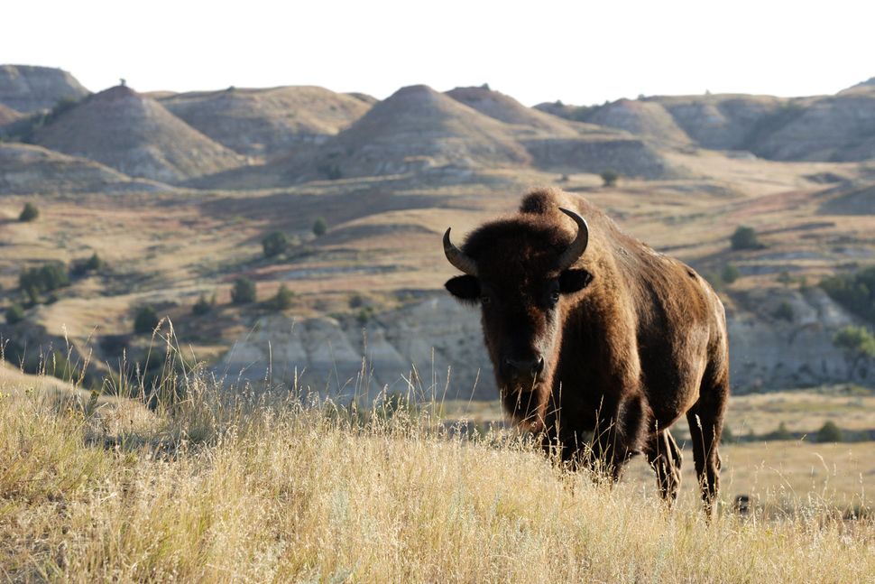 buffalo