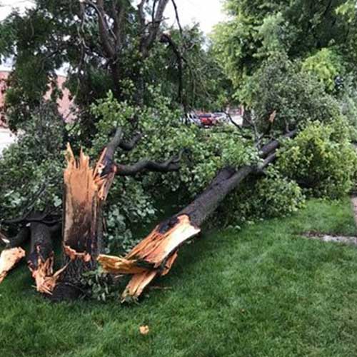 Broken Tree — Davenport, FL - Brigg's Tree Service, LLC