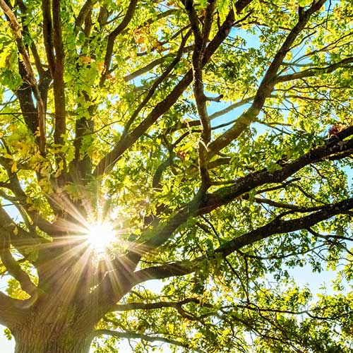 Tree Under The Sunlight — Davenport, FL - Brigg's Tree Service, LLC Tree Under The Sunlight — Davenport, FL - Brigg's Tree Service, LLC