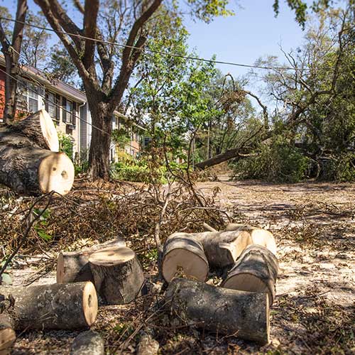 Tree Debris — Davenport, FL - Brigg's Tree Service, LLC Tree Debris — Davenport, FL - Brigg's Tree Service, LLC