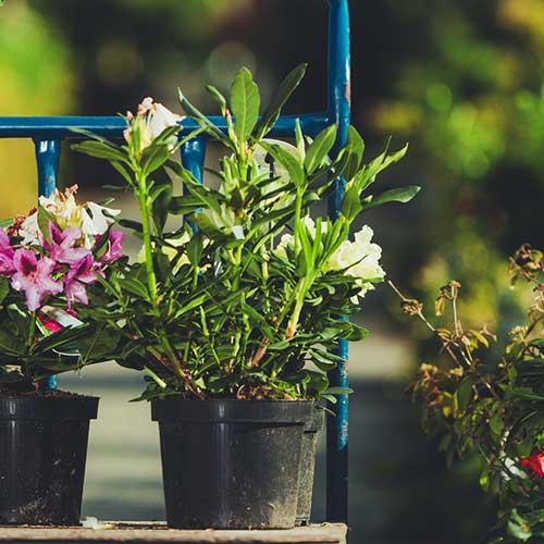 Plant With Flowers — Davenport, FL - Brigg's Tree Service, LLC Plant With Flowers — Davenport, FL - Brigg's Tree Service, LLC