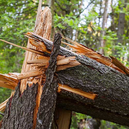 Tree Stump With A Hole In The Middle — Davenport, FL - Brigg's Tree Service, LLC Tree Stump With A Hole In The Middle — Davenport, FL - Brigg's Tree Service, LLC
