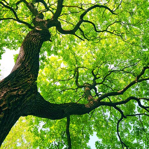 Huge Beautiful Tree — Davenport, FL - Brigg's Tree Service, LLC Huge Beautiful Tree — Davenport, FL - Brigg's Tree Service, LLC