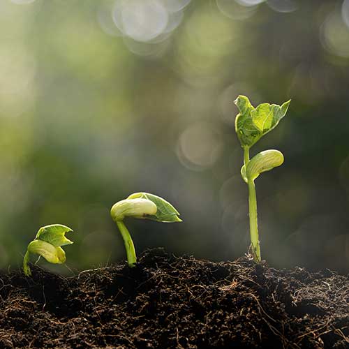 Tree Health — Davenport, FL - Brigg's Tree Service, LLC