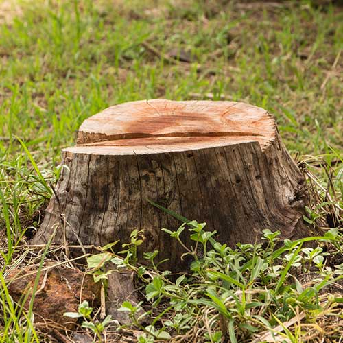 Tree Stump — Davenport, FL - Brigg's Tree Service, LLC Tree Stump — Davenport, FL - Brigg's Tree Service, LLC