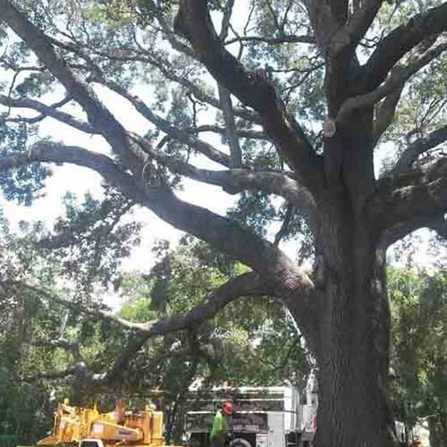 Man Removing The Tree — Davenport, FL - Brigg's Tree Service, LLC Man Removing The Tree — Davenport, FL - Brigg's Tree Service, LLC