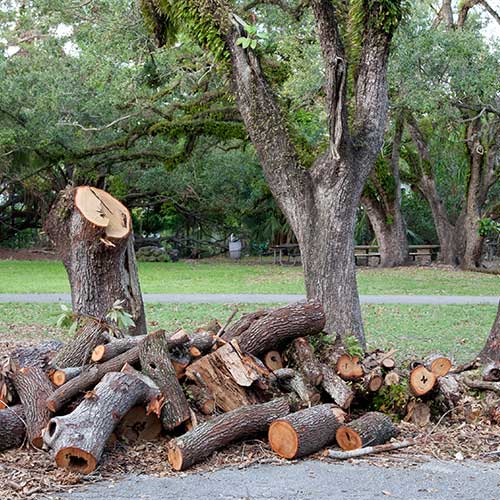 Tree Removal — Davenport, FL - Brigg's Tree Service, LLC