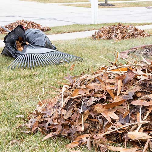 Fallen Tree Leaves — Davenport, FL - Brigg's Tree Service, LLC Fallen Tree Leaves — Davenport, FL - Brigg's Tree Service, LLC
