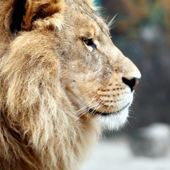 lion