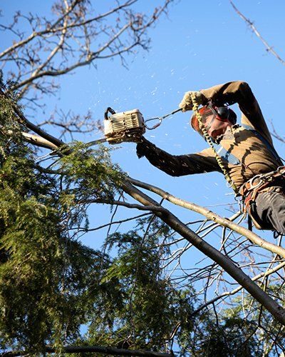 Trimming Service — Tree Trimming in Omaha, NE Trimming Service — Tree Trimming in Omaha, NE