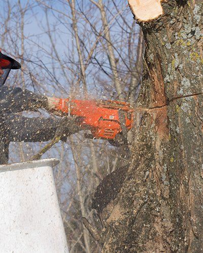 A Man Cutting a Tree — Tree Trimming in Omaha, NE A Man Cutting a Tree — Tree Trimming in Omaha, NE