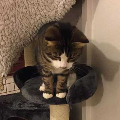 We tailor our services for cats with special diets