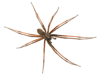 Denver-General-Pest-Control