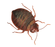 Bed-Bug-Control