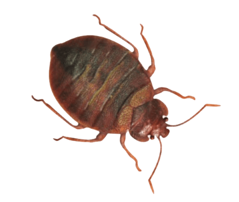 Denver-Bed-Bug-Control