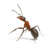 Ant-Control
