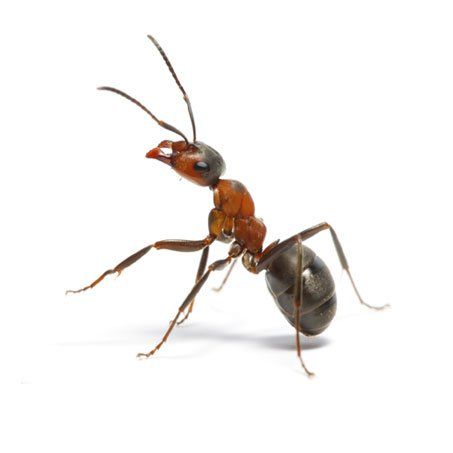 Denver-Ant-Control