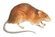 Rodent-Control
