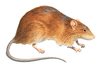 Denver-Rodent-Control