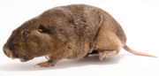 Wildlife-Pest-Control