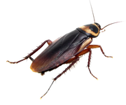 Roach-Control