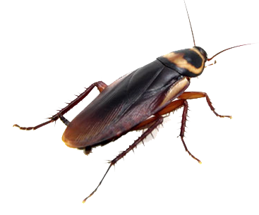 Denver-Roach-Control