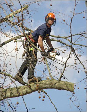 Tree service