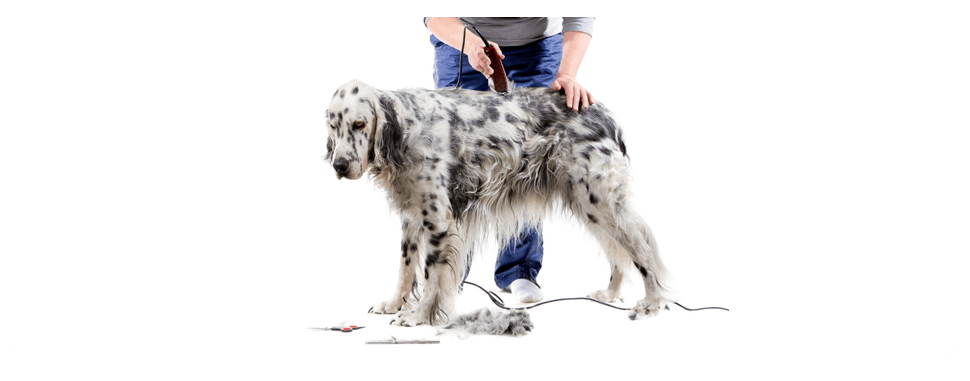 Animal Magic Grooming - Image