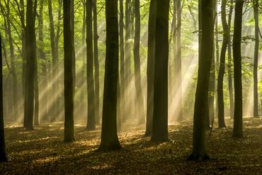 forest area