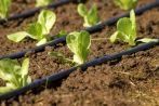 Water system for crops in Victoria