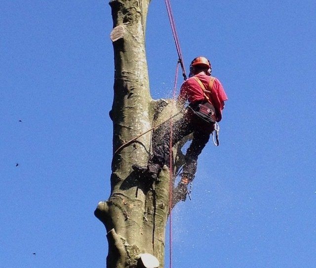 Tree services Bramley Hampshire