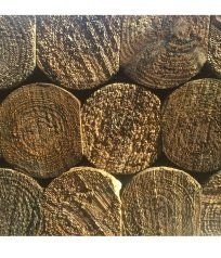 Treated Pine Slabs