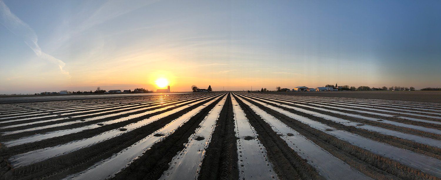 Ferme Gadbois fraises champ nuit