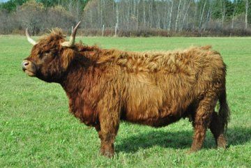 Butchery services - North London - Stansted Meats - Cow